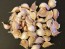 Certified Organic Norquay Culinary Garlic Harvested on our Farm - 4 oz. Bag (FARM PICK-UP)