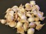 Certified Organic Norquay Culinary Garlic Harvested on our Farm - 4 oz. Bag (FARM PICK-UP)