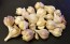 Certified Organic Bai Pi Suan Culinary Garlic Harvested on our Farm - 4 oz. Bag