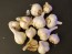 Certified Organic Georgian Crystal Culinary Garlic Harvested on our Farm - 4 oz. Bag