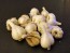 Certified Organic Georgian Crystal Culinary Garlic Harvested on our Farm - 4 oz. Bag