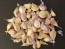 Certified Organic Georgian Crystal Culinary Garlic Harvested on our Farm - 4 oz. Bag