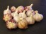 Certified Organic Legacy Culinary Garlic Harvested on our Farm - 4 oz. Bag (FARM PICK-UP)