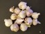 Certified Organic Kishlyk Culinary Garlic Harvested on our Farm - 4 oz. Bag