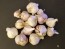Certified Organic Kishlyk Culinary Garlic Harvested on our Farm - 4 oz. Bag (FARM PICK-UP)