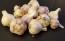 Certified Organic Kishlyk Culinary Garlic Harvested on our Farm - 4 oz. Bag