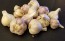 Certified Organic Kishlyk Culinary Garlic Harvested on our Farm - 4 oz. Bag (FARM PICK-UP)