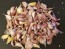 Certified Organic Kishlyk Culinary Garlic Harvested on our Farm - 4 oz. Bag