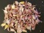 Certified Organic Kishlyk Culinary Garlic Harvested on our Farm - 4 oz. Bag (FARM PICK-UP)
