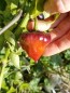 Hot Pepper ‘Purple UFO’ Seeds (Certified Organic)