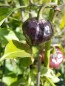 Hot Pepper ‘Purple UFO’ Seeds (Certified Organic)