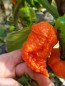 Hot Pepper ‘Peach Carolina Reaper Cross’ Seeds (Certified Organic)