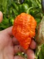 Hot Pepper ‘Peach Carolina Reaper Cross’ Seeds (Certified Organic)