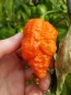 Hot Pepper ‘Peach Carolina Reaper Cross’ Seeds (Certified Organic)