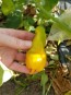 Hot Pepper ‘Erotica/Erotico Orange' Seeds (Certified Organic)