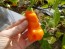 Hot Pepper ‘Erotica/Erotico Orange' Seeds (Certified Organic)