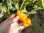 Hot Pepper ‘Erotica/Erotico Orange' Seeds (Certified Organic)