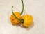 Hot Pepper 'Saco de Velho' Seeds (Certified Organic)