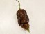 Hot Pepper ‘Chocolate Bhutlah' Seeds (Certified Organic)