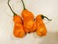 Hot Pepper ‘Erotica/Erotico Orange' Seeds (Certified Organic)