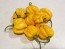 Hot Pepper 'Saco de Velho' Seeds (Certified Organic)