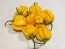 Hot Pepper 'Saco de Velho' Seeds (Certified Organic)