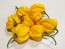 Hot Pepper 'Saco de Velho' Seeds (Certified Organic)