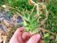 Datura ferox AKA Devil’s Trumpet - Fierce Thorn Apple Seeds (Certified Organic)