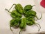 Hot Pepper ‘Big Mustard Mama' Seeds (Certified Organic)