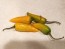 Hot Pepper 'Martin's Carrot' Seeds (Certified Organic)