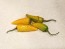 Hot Pepper 'Martin's Carrot' Seeds (Certified Organic)