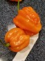 Hot Pepper ‘Aji Chombo' Seeds (Certified Organic)