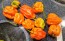 Hot Pepper ‘Aji Chombo' Seeds (Certified Organic)