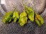 Hot Pepper 'Mustard Moruga Brains x Gator Jigsaw' Seeds (Certified Organic)