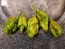 Hot Pepper 'Mustard Moruga Brains x Gator Jigsaw' Seeds (Certified Organic)