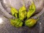 Hot Pepper 'Mustard Moruga Brains x Gator Jigsaw' Seeds (Certified Organic)