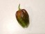 Hot Pepper ‘CGN 21500 x Isabela Island Galapagos Habanero' Seeds (Certified Organic)