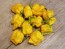 Hot Pepper ‘Bonda Mahala' Seeds (Certified Organic)