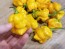 Hot Pepper ‘Bonda Mahala' Seeds (Certified Organic)