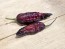 Hot Pepper 'Redgum Tiger MAMP x Chocolate Nagabrains' Seeds (Certified Organic)