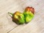 Hot Pepper ‘CGN 21500 x Isabela Island Galapagos Habanero' Seeds (Certified Organic)