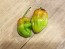 Hot Pepper ‘CGN 21500 x Isabela Island Galapagos Habanero' Seeds (Certified Organic)