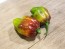 Hot Pepper ‘CGN 21500 x Isabela Island Galapagos Habanero' Seeds (Certified Organic)