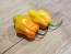 Hot Pepper ‘CGN 21500 x Isabela Island Galapagos Habanero' Seeds (Certified Organic)