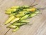 Hot Pepper 'Tabasco' Seeds (Certified Organic)