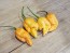 Hot Pepper 'Jay's Peach Ghost Scorpion' Seeds (Certified Organic)