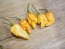 Hot Pepper 'Jay's Peach Ghost Scorpion' Seeds (Certified Organic)