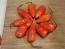 Hot Pepper ‘CGN 21500 x Isabela Island Galapagos Habanero' Seeds (Certified Organic)