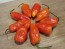 Hot Pepper ‘CGN 21500 x Isabela Island Galapagos Habanero' Seeds (Certified Organic)