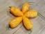 Hot Pepper ‘CGN 21500 x Isabela Island Galapagos Habanero' Seeds (Certified Organic)